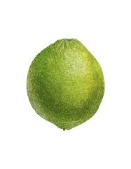 Lime. Watercolor realistic botanical illustration of a green citrus without background.