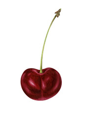 Cherry.  Watercolor illustration of a ripe glossy cherry. Hand-drawn realistic botanical illustration on transparent background. 
