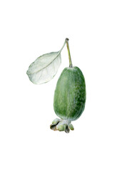 Feijoa. Green fruit Feijoa sellowiana with leaf. Hand-drawn realistic botanical illustration on transparent background. 