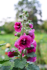Malva (Hollyhock) purple blossom, ornamental garden plant producing lots of pollen for honeybees. Notched sepals with detailed streaks, funnel-shape flower. Many flowers and buds on a stem. Garden bg