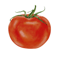 Tomato. Watercolor illustration of a red tomato. Hand-drawn realistic botanical illustration on transparent background. 