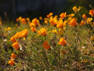 Wildflowers in Southern California
