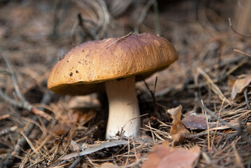 Gathering wild edible porcini mushrooms in forest (Boletus edulis, penny bun, cep, bolete). Large mushroom fruit with broad brown cap growing in a wood soil covered with coniferous needles. Fall mood.