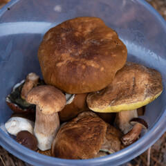 Gathering wild edible porcini mushrooms in a coniferous forest (Boletus edulis, penny bun, cep, bolete). Plastic bucket with lots of big tasty mushrooms. Finding wood food.