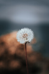 Dandelion in the wind