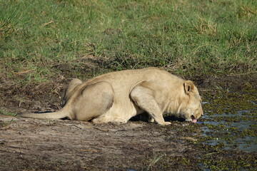 Male lion in the Khwai region of the Okavango Delta after they made a buffalo kill, Botswana