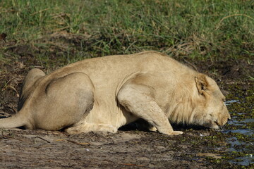 Male lion in the Khwai region of the Okavango Delta after they made a buffalo kill, Botswana