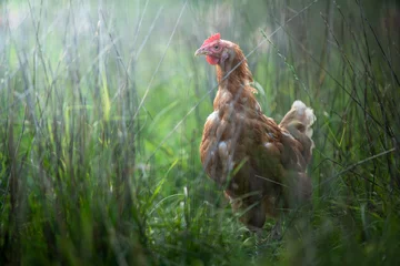 Deurstickers range chicken © Michael Kaufmann