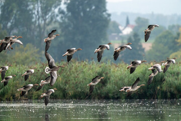 geese in flight