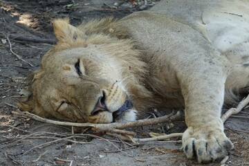 Naklejka premium Male lion in the Khwai region of the Okavango Delta after they made a buffalo kill, Botswana