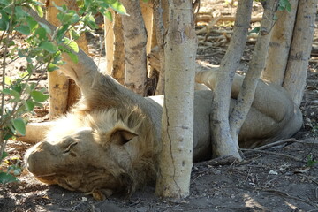 Male lion in the Khwai region of the Okavango Delta after they made a buffalo kill, Botswana