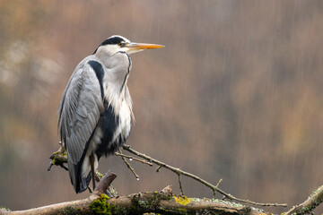 great blue heron
