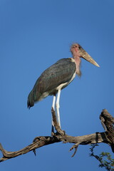 Obraz premium Marabou Stork on a tree in the Okavango Delta, Botswana