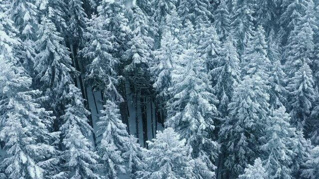 Drone aerial winter landscape tall blue pine trees covered with snow. Magical frozen spruce forest in cold mountains at during snowfall. Drone footage of cinematic snow flakes at winter forest 4K USA
