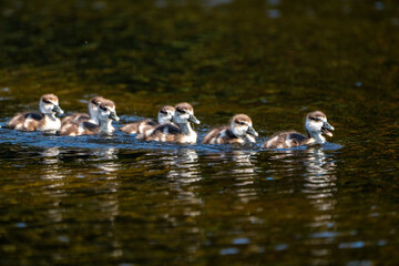 group of ducks