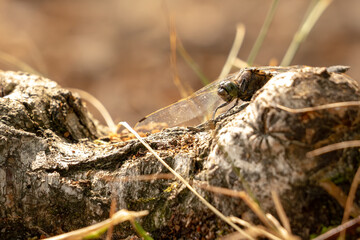 dragonfly on the ground
