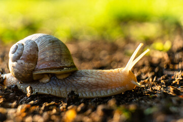 snail on the ground
