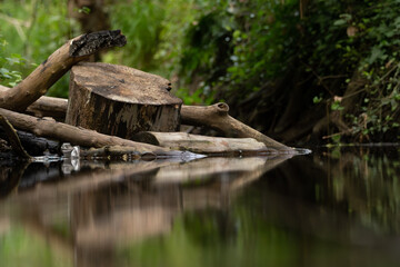 logs on the water