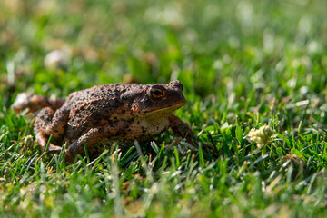 frog in the grass