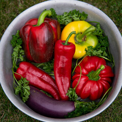 Variety of pepper fruits planted in courtyard vegetable garden. Harvesting season. Long pepper pods for grill, red-yellow bell peppers, purple eggplant, fresh parsley leaves. Round metal silver bowl