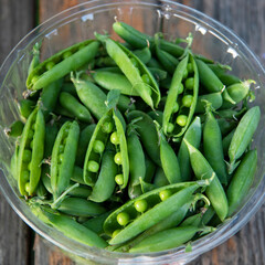 Mature green peas closeup. Healthy food from courtyard garden. Saturated green color of peas pods. Gathering harvest from vegetable garden. Opened and closed pods of peas in round container, top view.