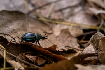 bug on a leaf