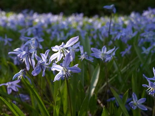 Blue Purple Siberian Squill Flowers 