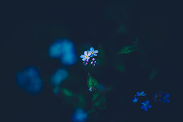 Beautiful blue forget-me-not flowers bloom in a dark garden in summer among the grass. The beauty...