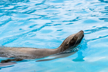 Fototapeta premium sea lion swimming in crystal blue water