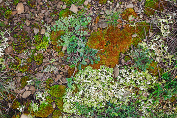 colorful background of moss, lichen, grass, fungus and small plants on the ground - 705297588