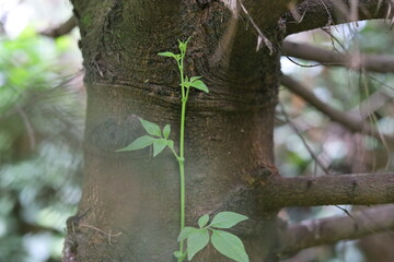 Planta trepadora