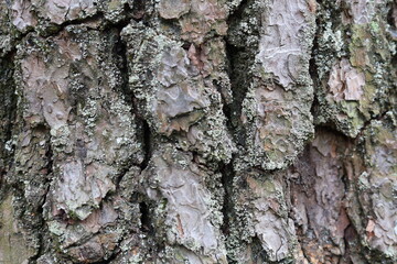 Corteza de árbol