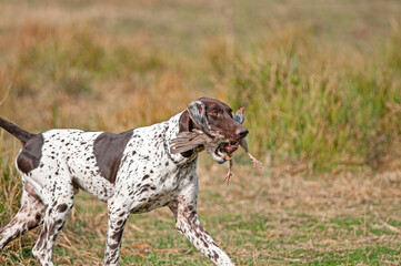 The hound brought its prey to its master.