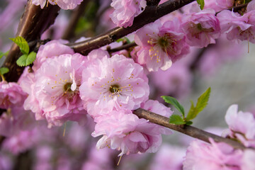 migdałowiec trójklapowy - kwiat, 
three-lobed almond flower