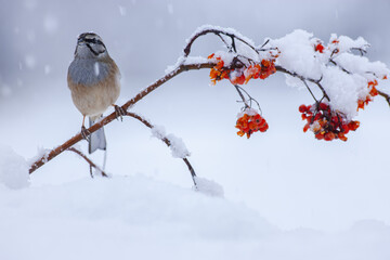 rock bunting on a rowan branch during a snowfall