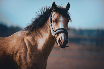 Portrait of a beautiful horse with a dark mane on the background of a field on a farm. Agriculture...