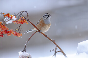 rock bunting on a rowan branch during a snowfall