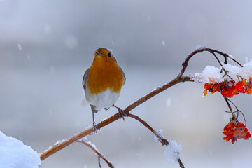 European robin perched on a rowan branch during a snowfall