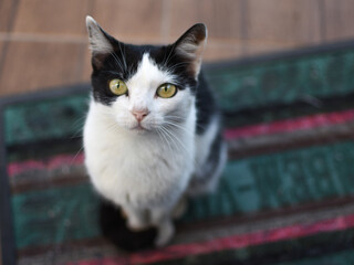 Cat on the rug