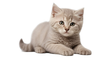 Obraz premium cute fluffy kitten isolated on white background