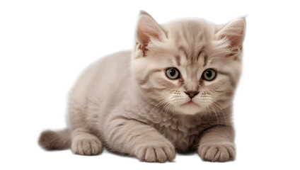 Obraz premium cute fluffy kitten isolated on white background