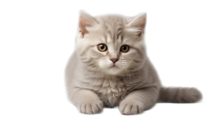 cute fluffy kitten isolated on white background