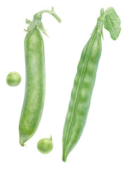 Pods of sweet pea. Hand-drawn realistic botanical illustration on transparent background. Watercolor illustration of sweet pea pods and beans.