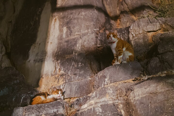 Ginger domestic cats rest on a rock.