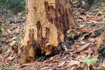 Australian Sydney Red Gum shedding bark