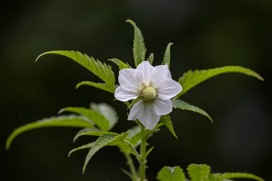 Australian native Raspberry plant in flower