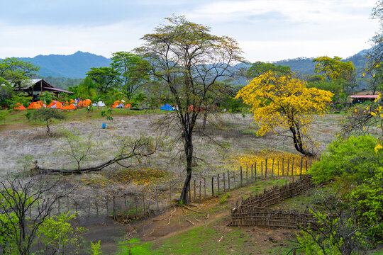 Flowering of the Guayacanes in Ecuador, beautiful landscape
