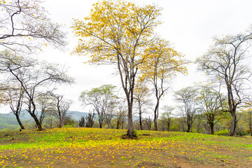 Obraz premium Flowering of the Guayacanes in Ecuador, beautiful landscape