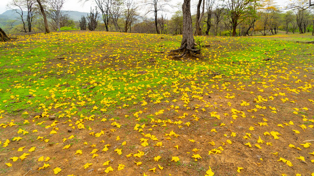 Flowering of the Guayacanes in Ecuador, beautiful landscape