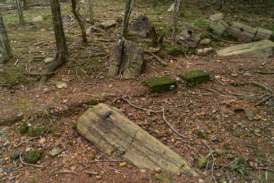 Petrified forest of Puyango, located in Ecuador